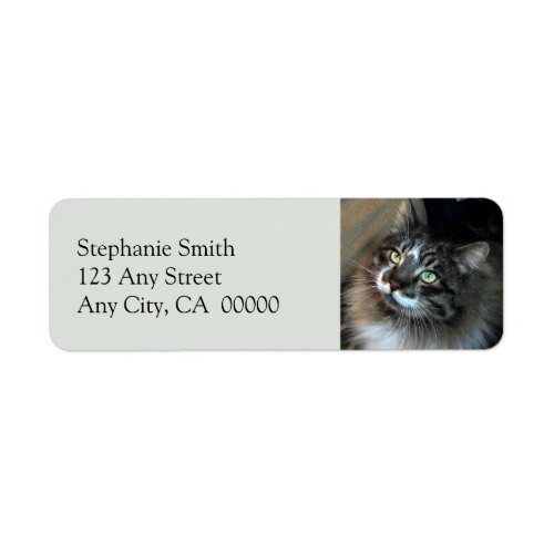Irresistible Cat Zorro Return Address Labels