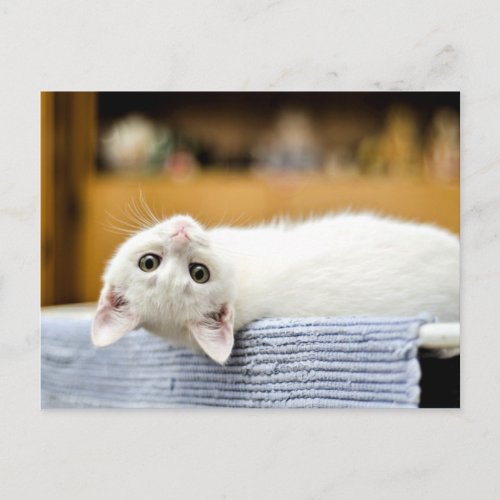 Irresistiblehuggable lovable kitty cat postcard