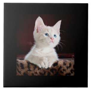 Irresistible...look at that precious face ceramic tile