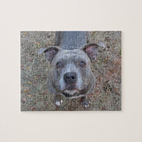 Irresistible Pitbull Puzzle