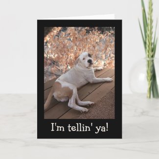 Irresistible Porch Dog Get Well Card