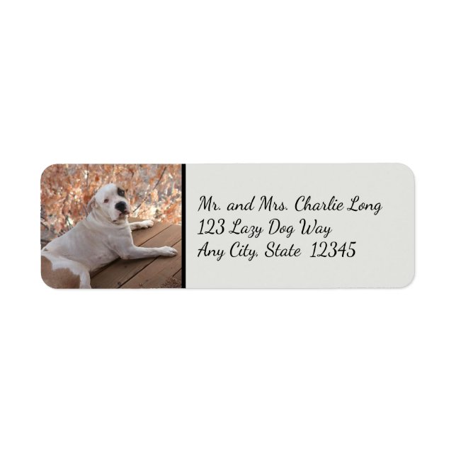 Irresistible Porch Dog Return Address Labels (Front)