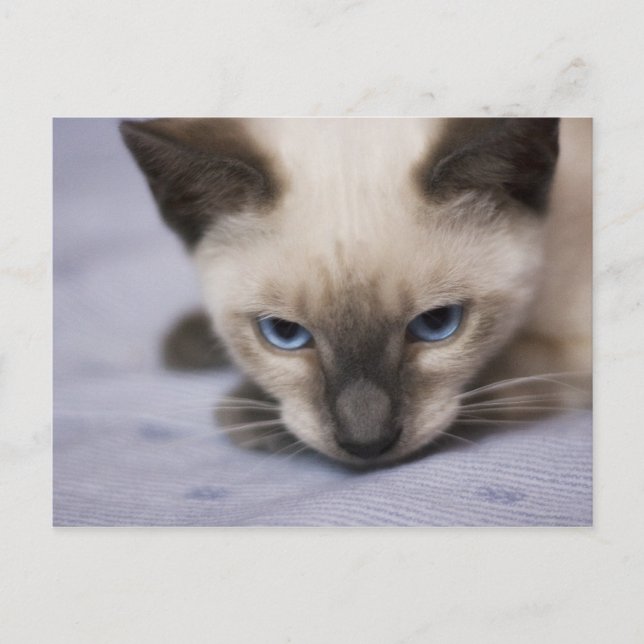 Irresistibly Blue Postcard (Front)
