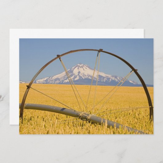 Irrigation Pipe in Field (Front/Back)