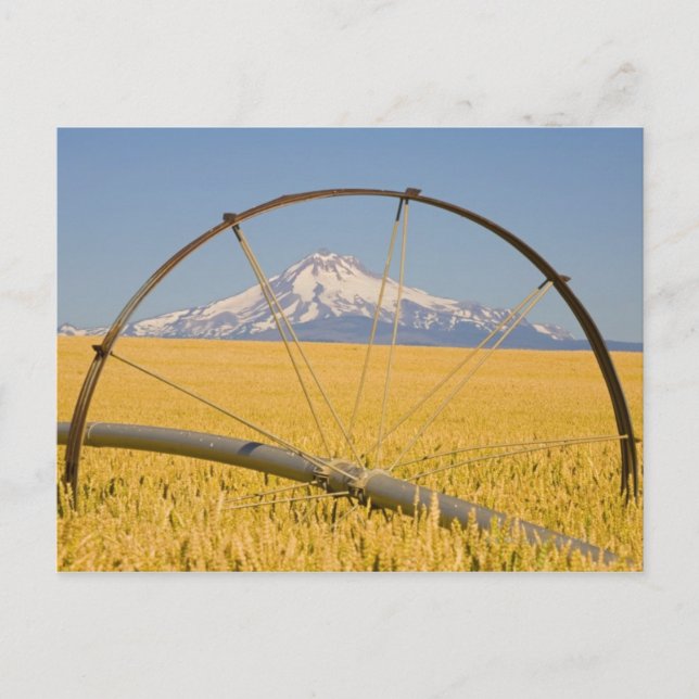 Irrigation Pipe in Field Postcard (Front)