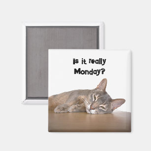 Is It Really Monday? Funny Abyssinian Cat Meme Magnet