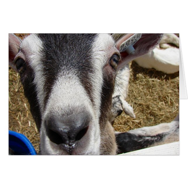 Is That Camera Food? (Front Horizontal)