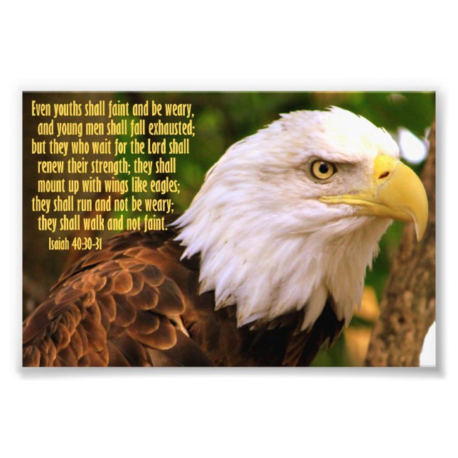 Isaiah 40:30-31 with Bald Eagle Photo Print (Front)