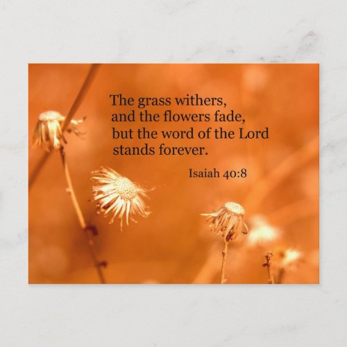 Isaiah 408 The grass withers and the flowers fade Postcard