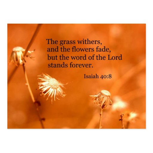 Isaiah 40:8 The grass withers and the flowers fade Postcard | Zazzle