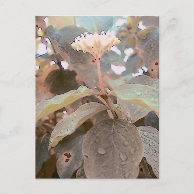 Isaiah 41:13 postcard (Front)