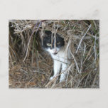Island Cat at St. John Postcard