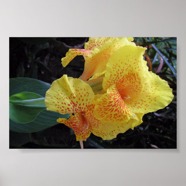 Island Flowers Poster (Front)