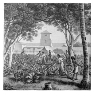 Island of Guam: Natives at Work in the Garden of t Tile