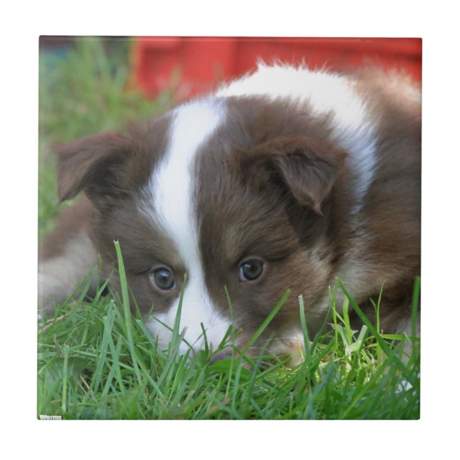 Islandhund Ceramic Tile (Front)