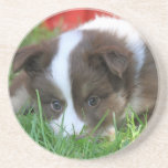 Islandhund Sandstone Coaster