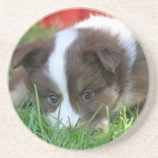 Islandhund Sandstone Coaster