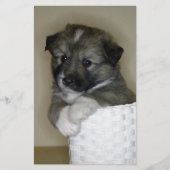 Islandhundwelpe (Front)