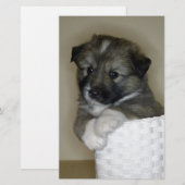 Islandhundwelpe (Front/Back)