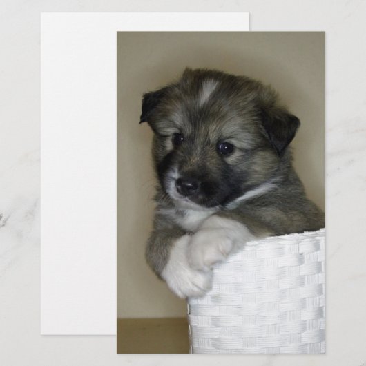 Islandhundwelpe (Front/Back)