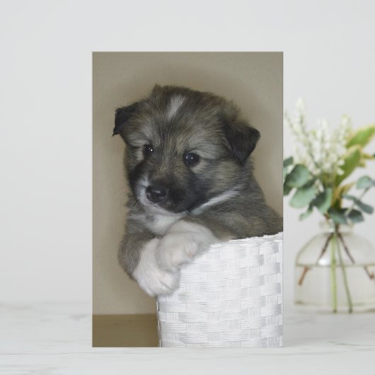 Islandhundwelpe (Standing Front)