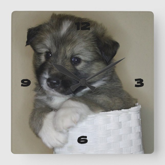Islandhundwelpe Square Wall Clock (Front)
