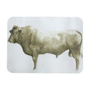 Islay Bull 2004 Magnet