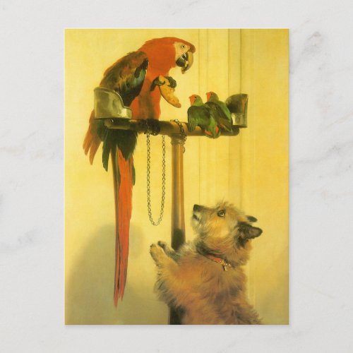 Islay Tilco a Macaw and Love Birds by Landseer Postcard