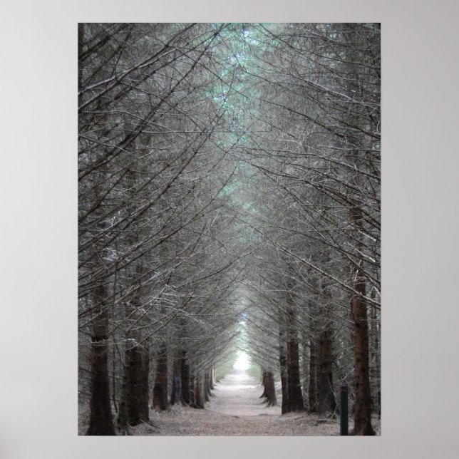 Isle of Mull Forest Poster (Front)