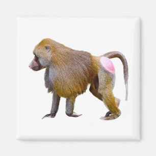 Isolated baboon walking postcard square sticker magnet