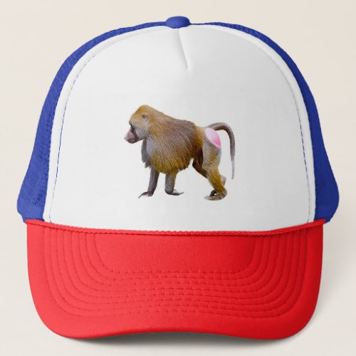 Isolated baboon walking postcard square sticker trucker hat