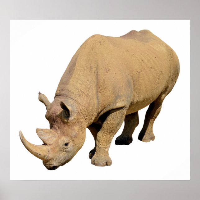 Isolated black rhinoceros poster (Front)