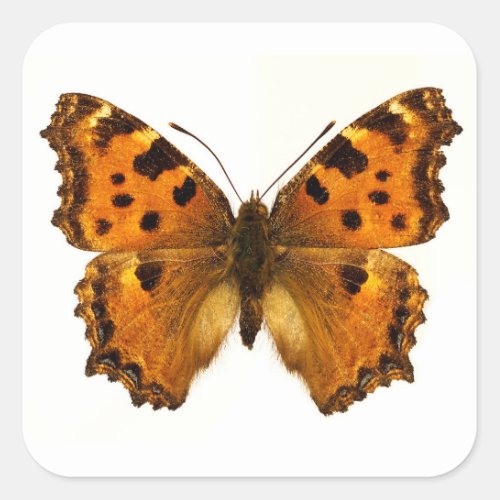 Isolated Blackleg Tortoiseshel butterfly Postcard Square Sticker