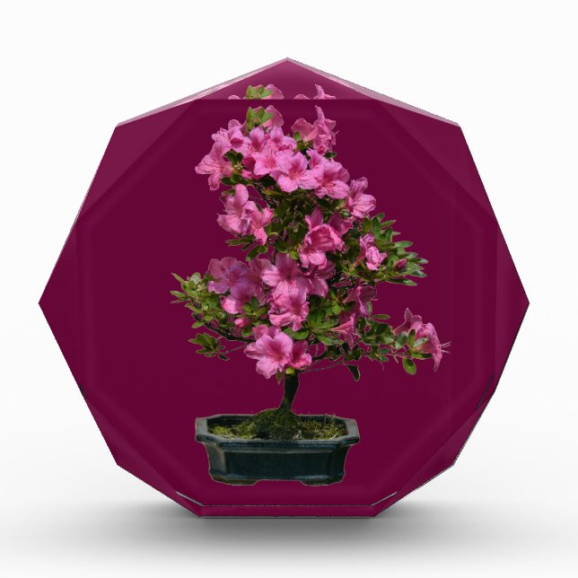 Isolated bonsai rhododendron blooming award (Front)