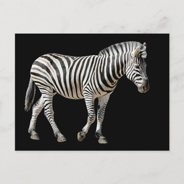 Isolated Burchell Zebra Postcard (Front)