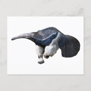 Isolated giant Anteater walking Postcard