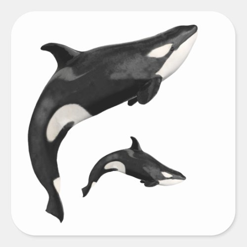 Isolated killer whale square sticker