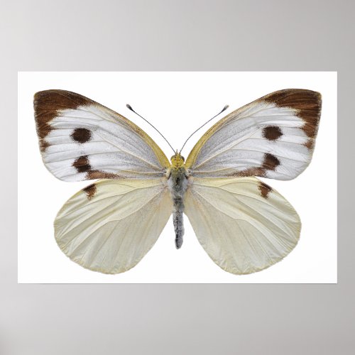 Isolated Large White butterfly PNG Poster