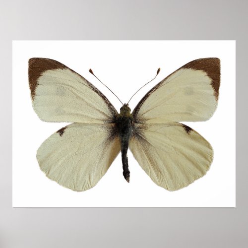 Isolated male Large White butterfly Poster