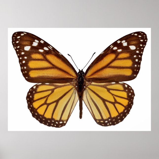 Isolated monarch butterfly PNG Poster (Front)