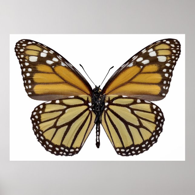Isolated monarch butterfly PNG Poster (Front)