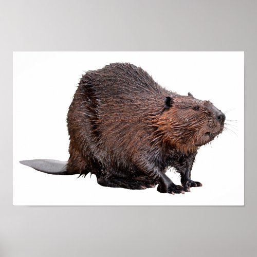 Isolated North American Beaver Poster