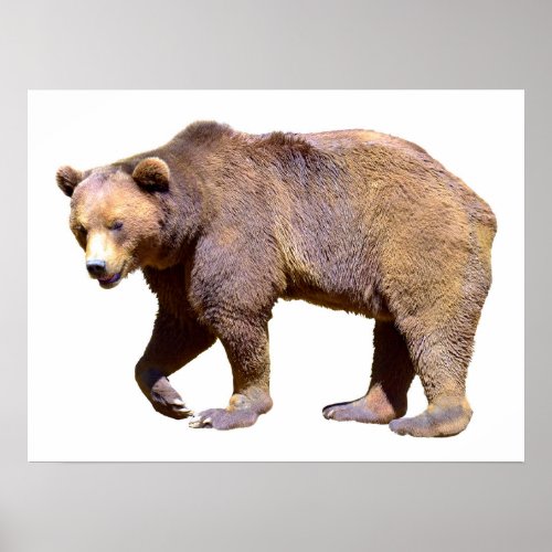 Isolated of brown bear postcard square sticker T_S Poster