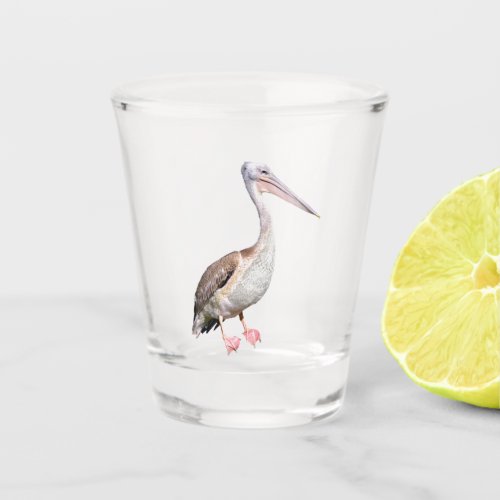 Isolated of he great white pelican  shot glass