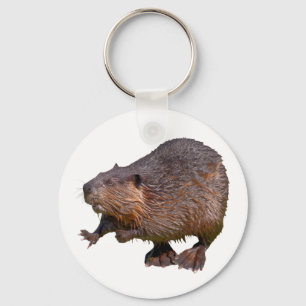 Isolated of North American Beaver Postcard Square Keychain