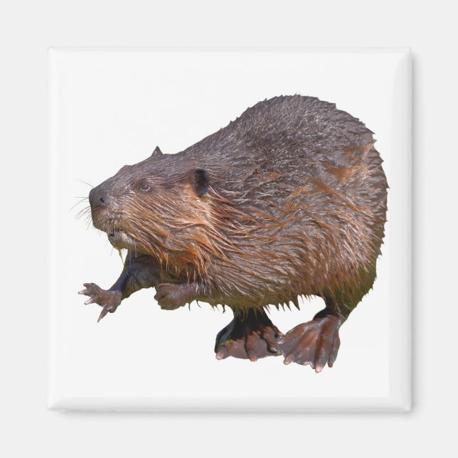 Isolated of North American Beaver Postcard Square  Magnet (Front)