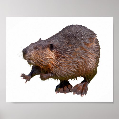 Isolated of North American Beaver Postcard Square  Poster