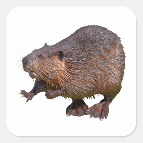 Isolated of North American Beaver Postcard Square  Square Sticker