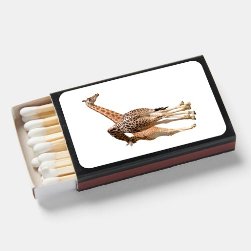 Isolated of two giraffes male and female matchboxes