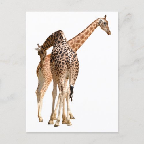 Isolated of two giraffes male and female postcard